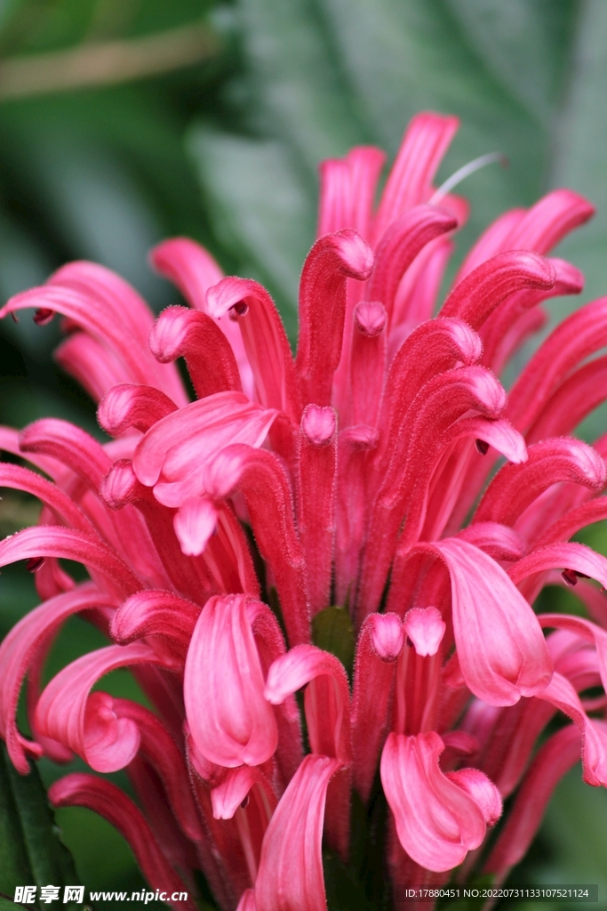 珊瑚花