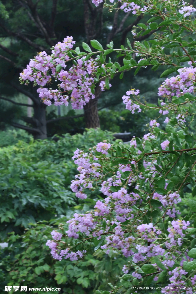 紫薇花