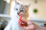 小猫 西瓜
