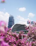 新加坡 城市 滨海 建筑 园林
