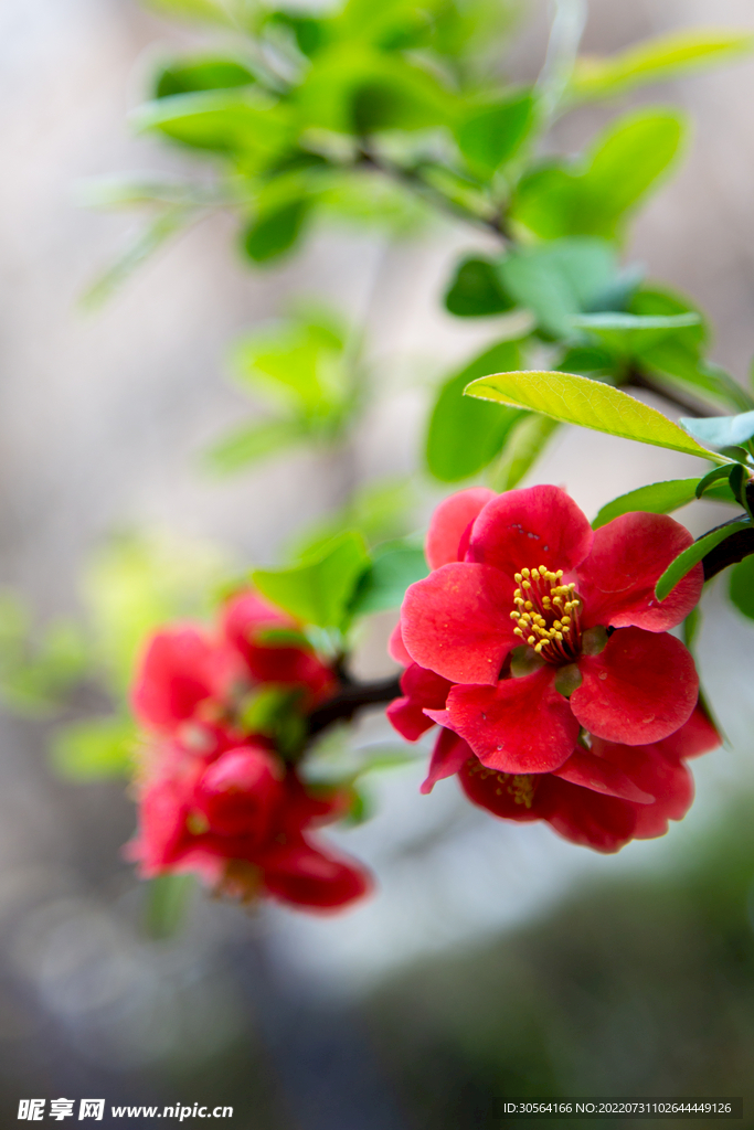 户外红色花朵小花