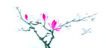 玉兰花