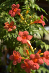凌霄花