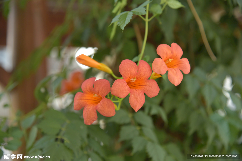 凌霄花