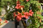 凌霄花