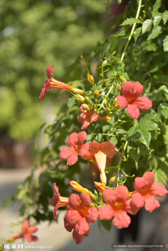 凌霄花