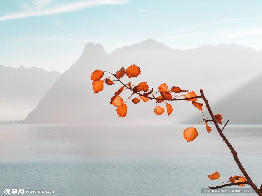 秋叶树枝山水创意摄影