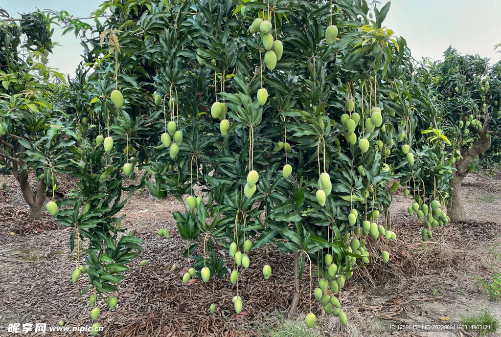 芒果树上的芒果