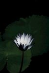 白色睡莲花
