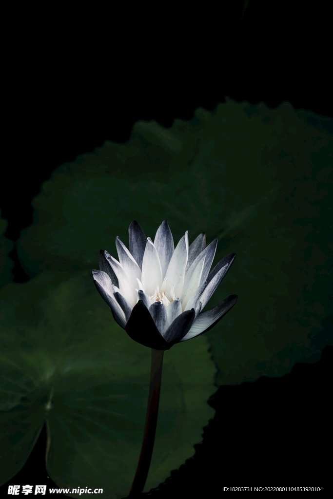 白色睡莲花