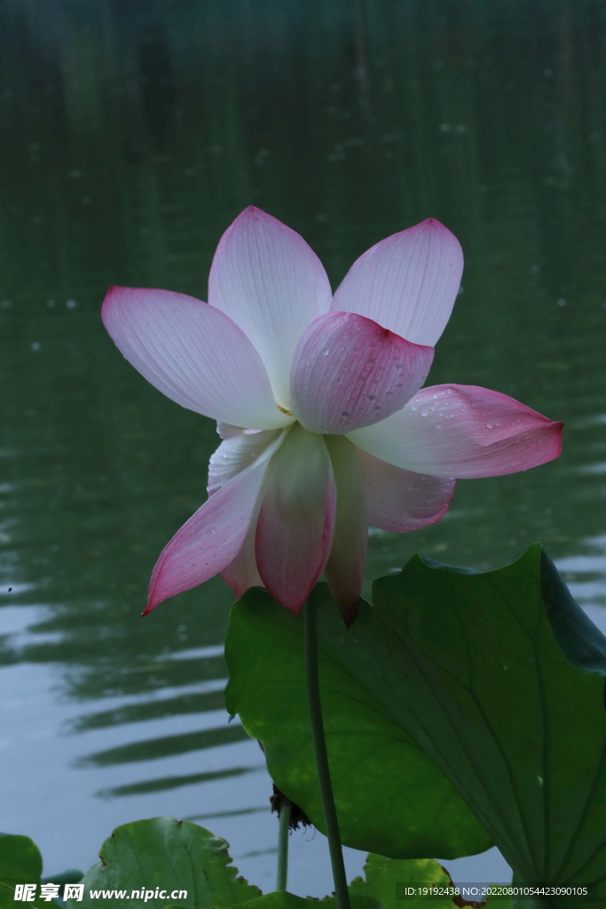 荷花 