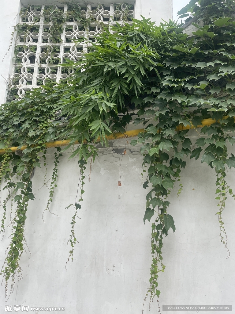 清新绿植植物 