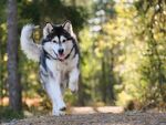阿拉斯加犬
