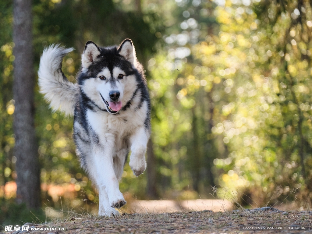 阿拉斯加犬