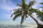 海岛度假椰子树