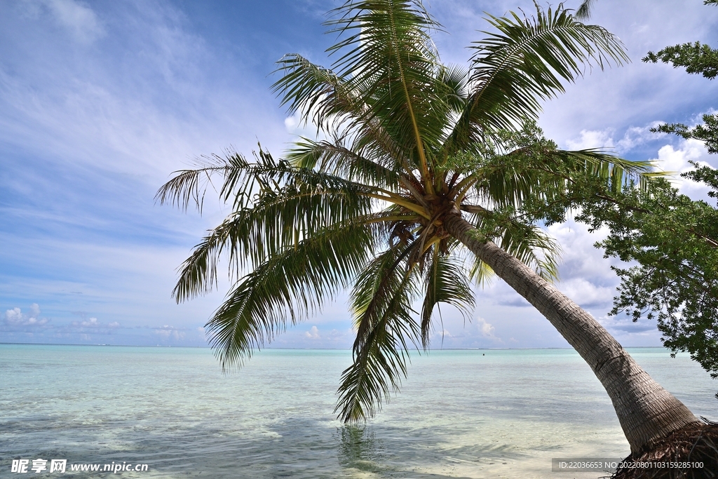 海岛度假椰子树
