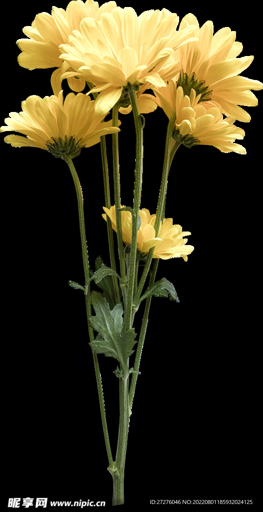 鲜花干花元素