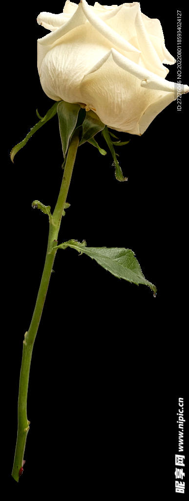 鲜花干花元素
