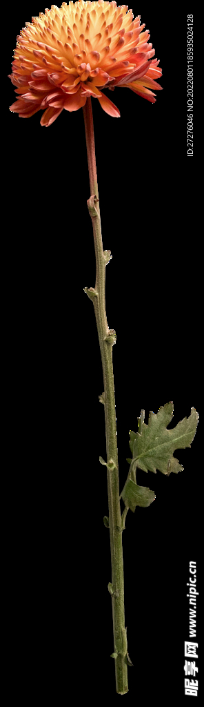 鲜花干花元素