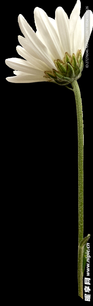 鲜花干花元素