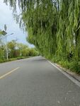 沿街柳树