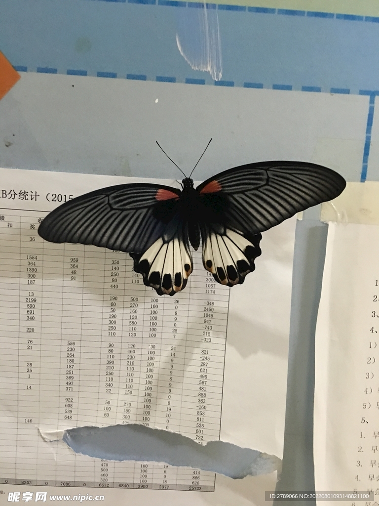 蝴蝶
