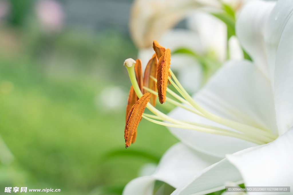 户外白色花朵花蕊