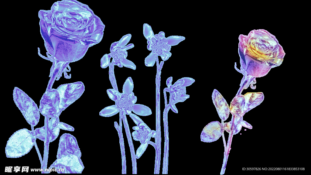 玫瑰花