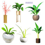 植物盆栽