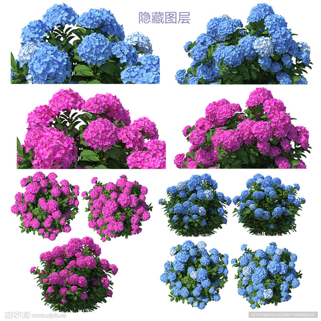 绣球花