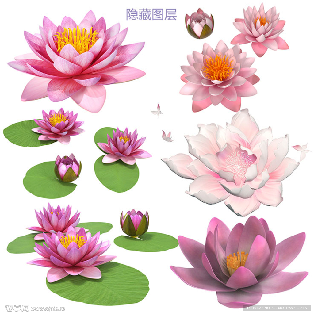 荷花