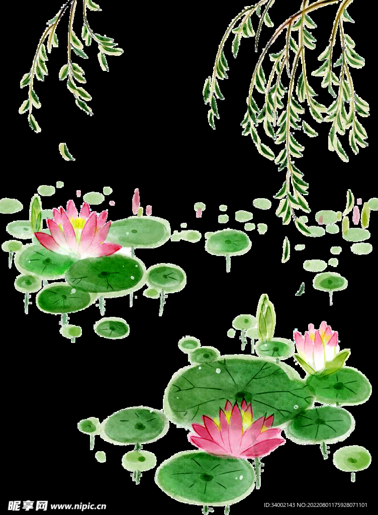 荷花