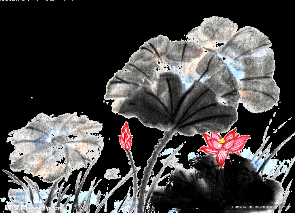 荷花