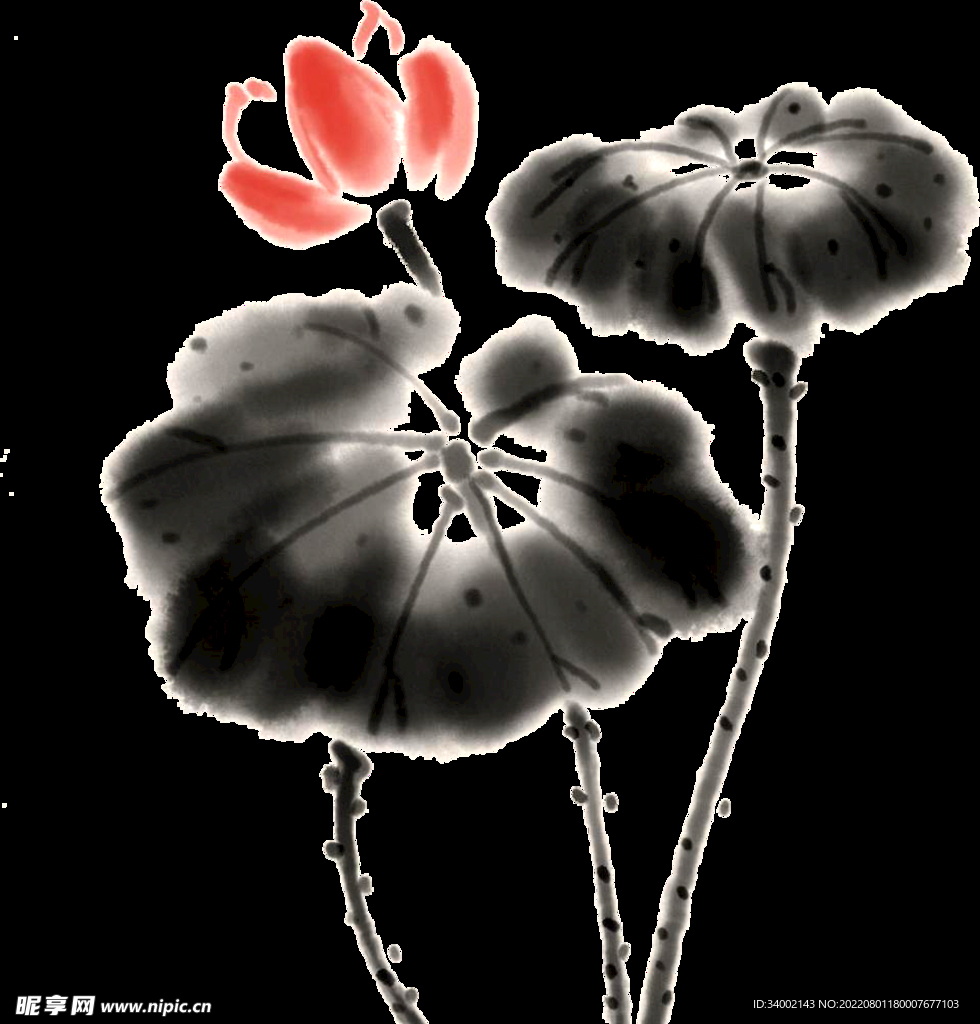 荷花