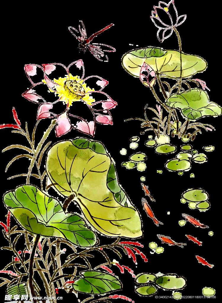 荷花