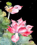 荷花