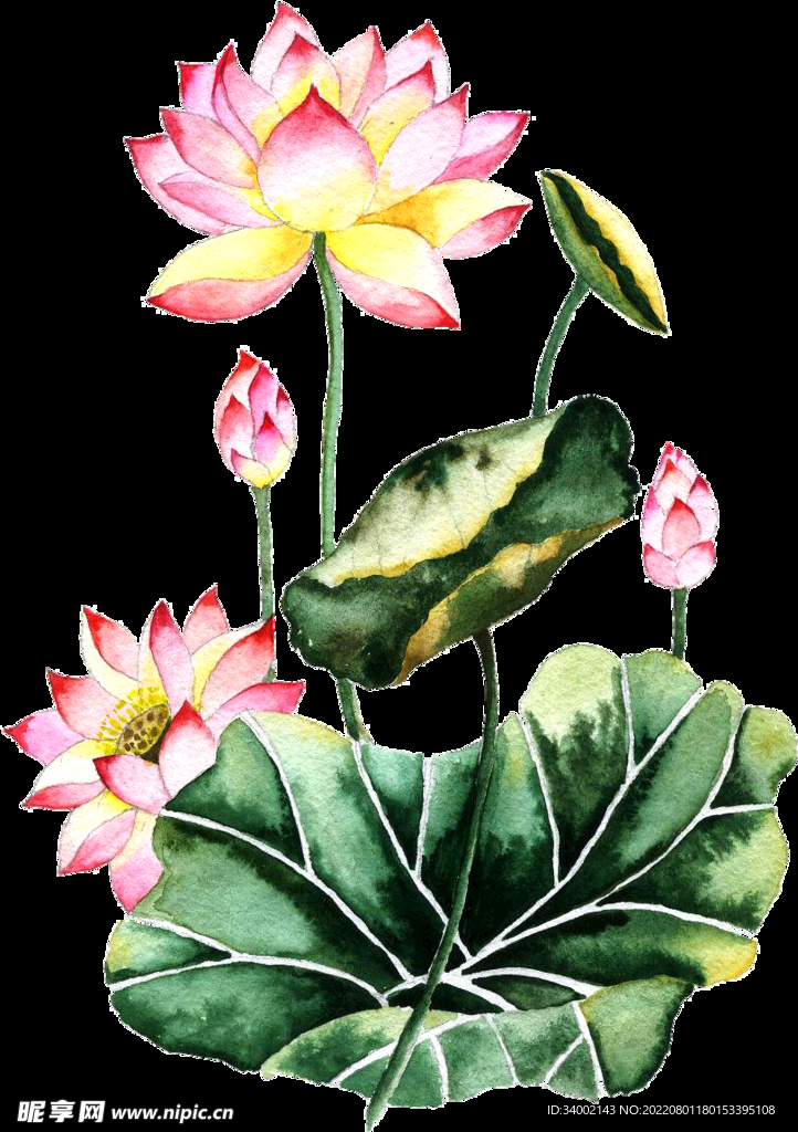 荷花
