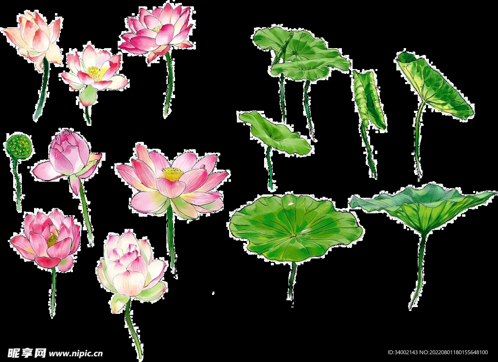 荷花