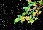 桂花