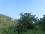 高山树木