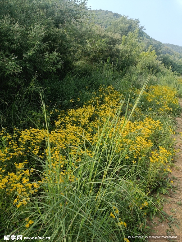 山林花