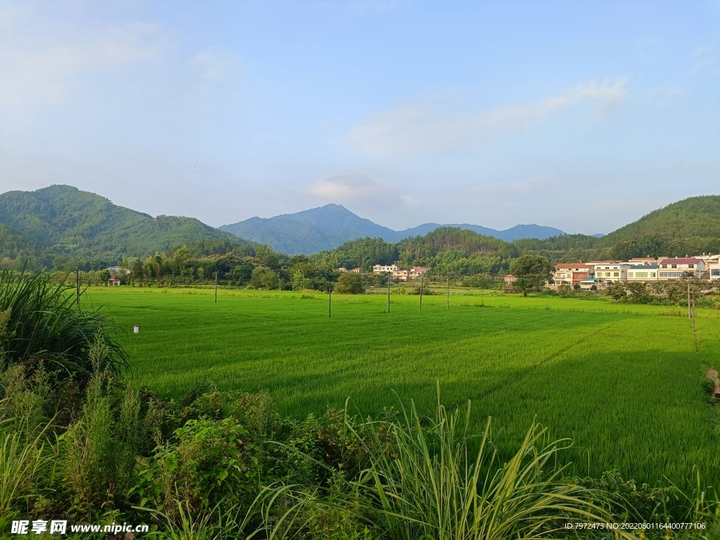 田野