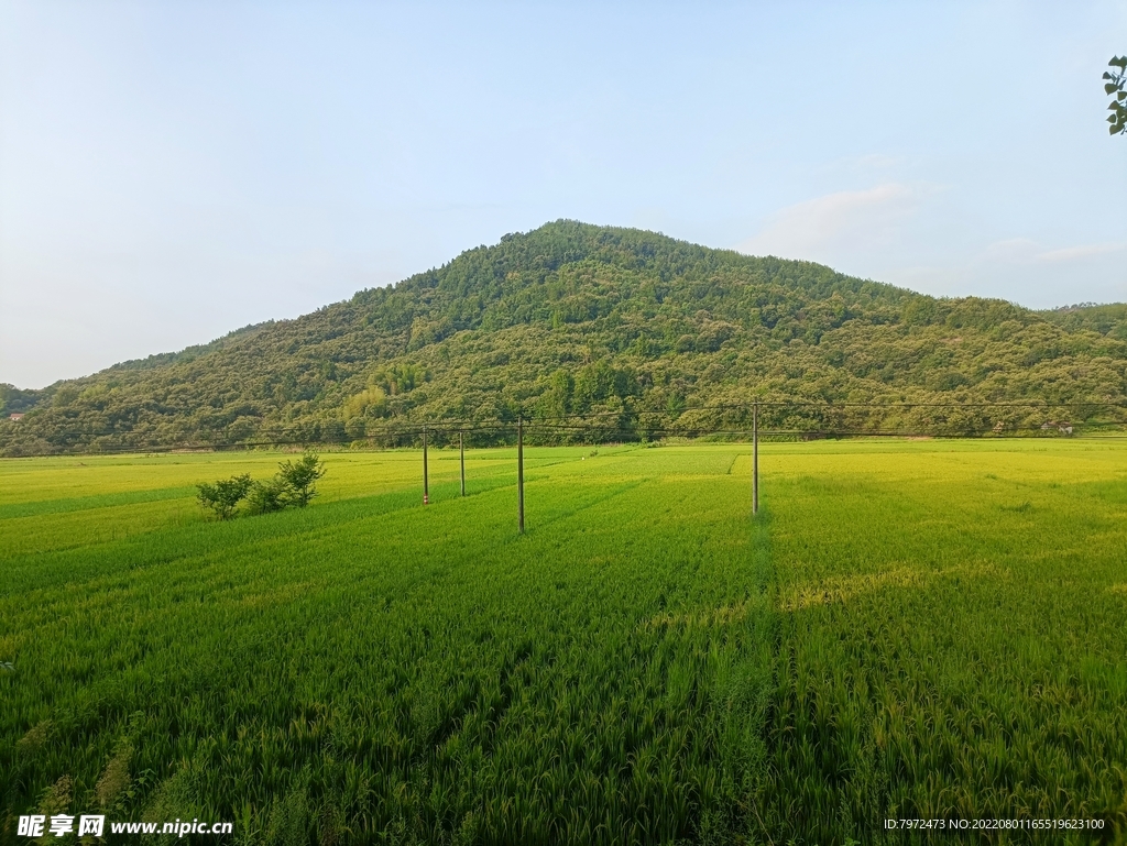 稻田