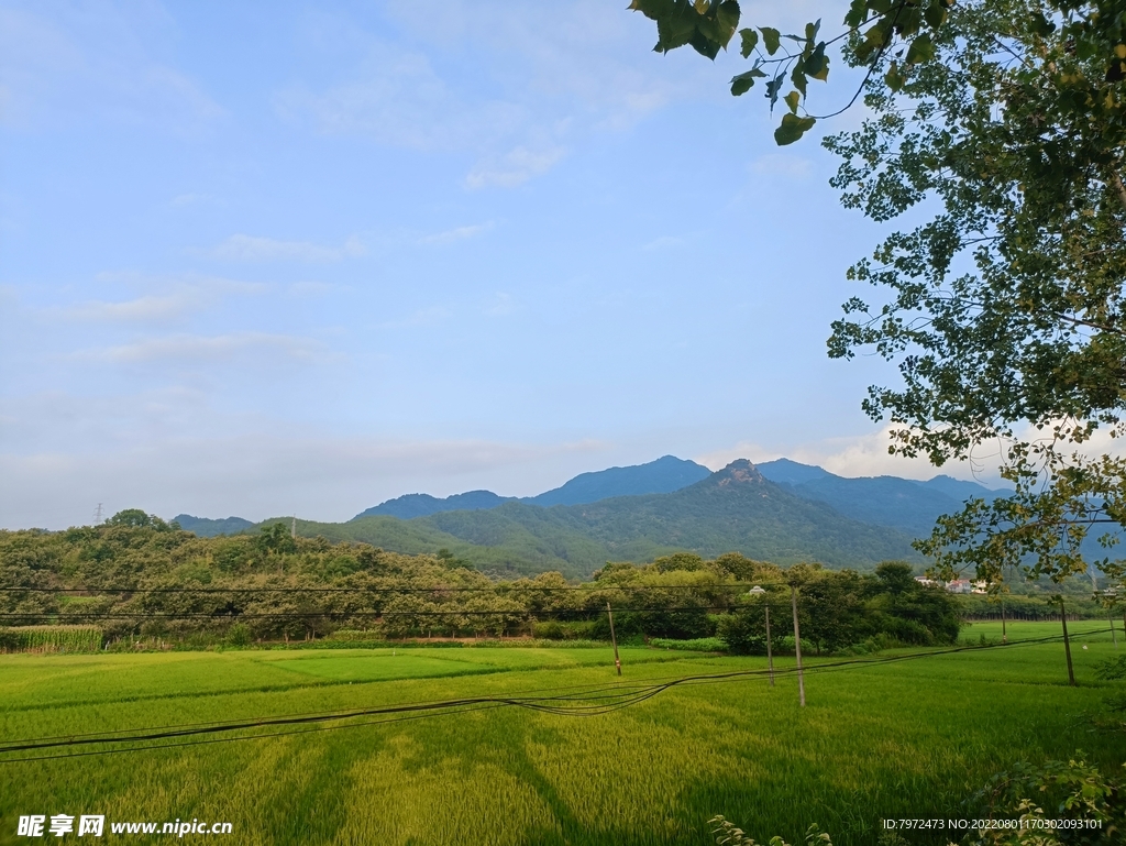 田野