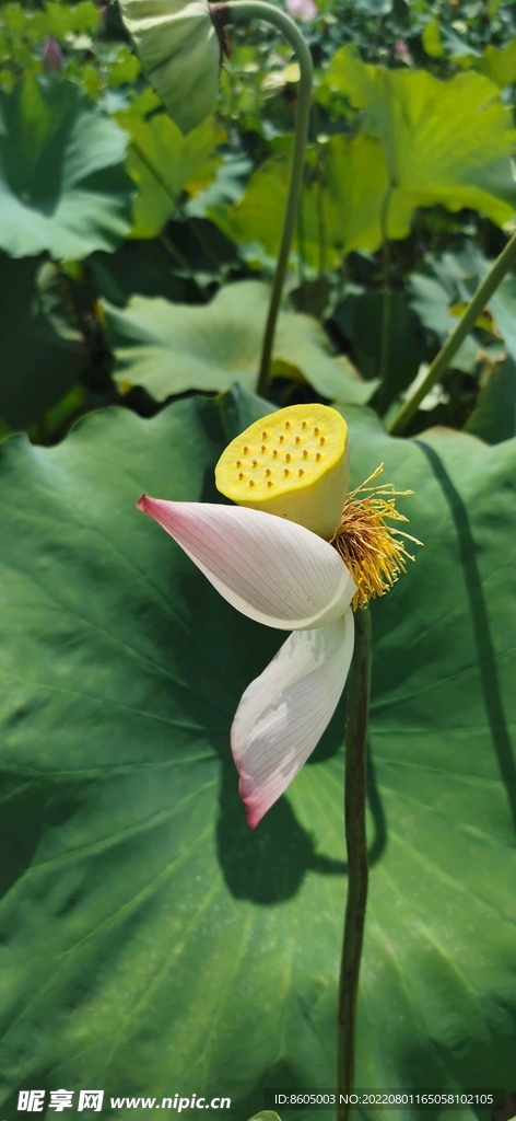 莲花、莲蓬