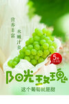 阳光葡萄 