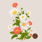 逼真菊花花卉插画