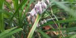 沿阶草花