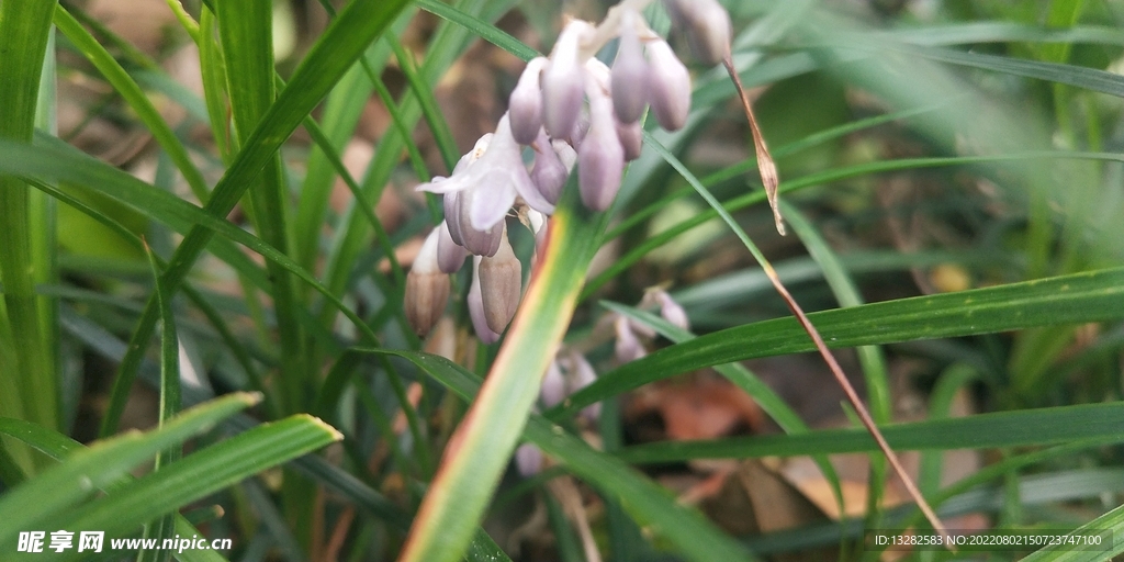 沿阶草花