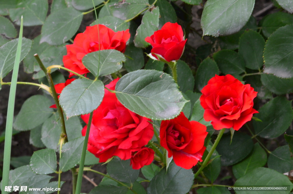 月季花 